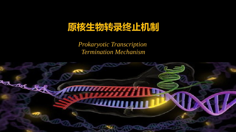 (28)--028原核生物转录终止机制_第1页