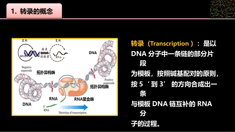 (28)--028原核生物转录终止机制_第2页