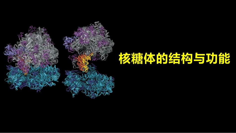 (29)--029_核糖体的结构与功能2_第1页