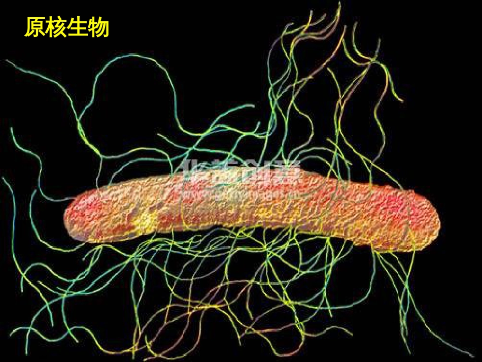 (31)--031操纵子调控模型_第1页