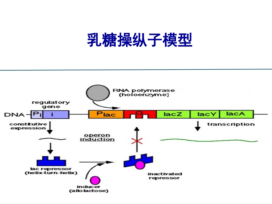 (31)--031操纵子调控模型_第2页