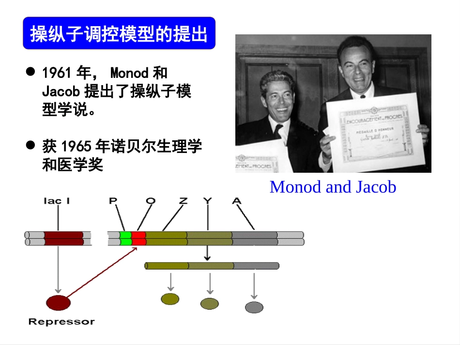 (31)--031操纵子调控模型_第3页