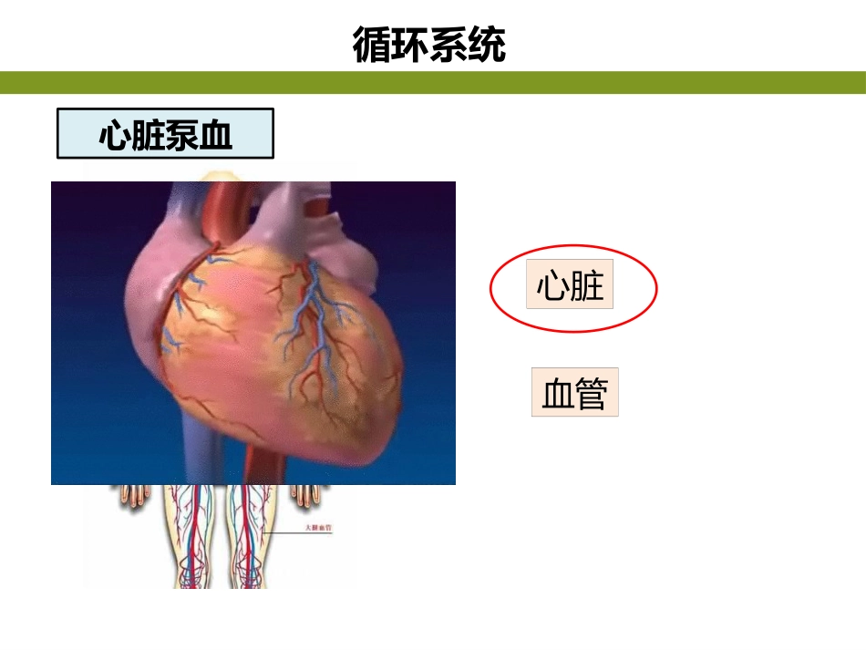 (31)--生命科学概论-生物类群与人类-心脏泵血_第2页