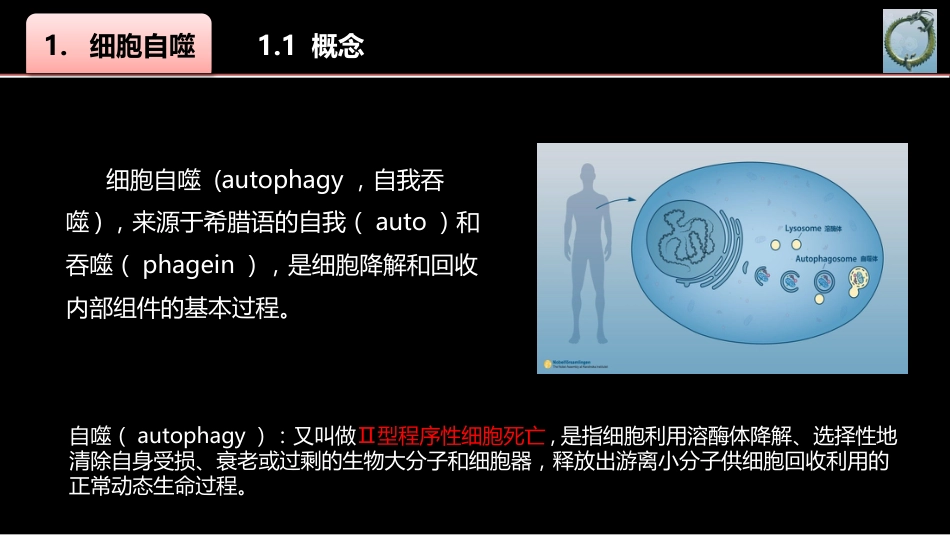 (34)--034细胞自噬身边的生物化学_第3页