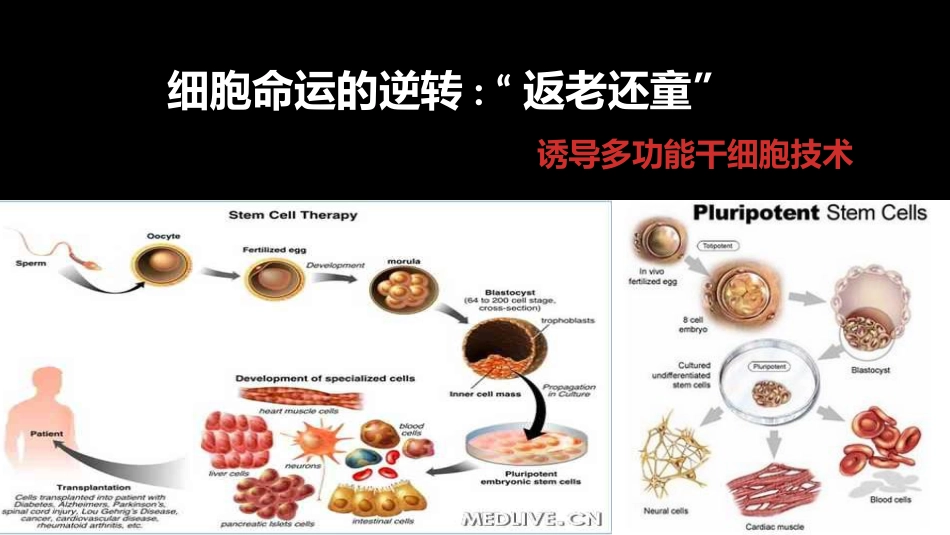 (35)--035多功能干细胞_第1页