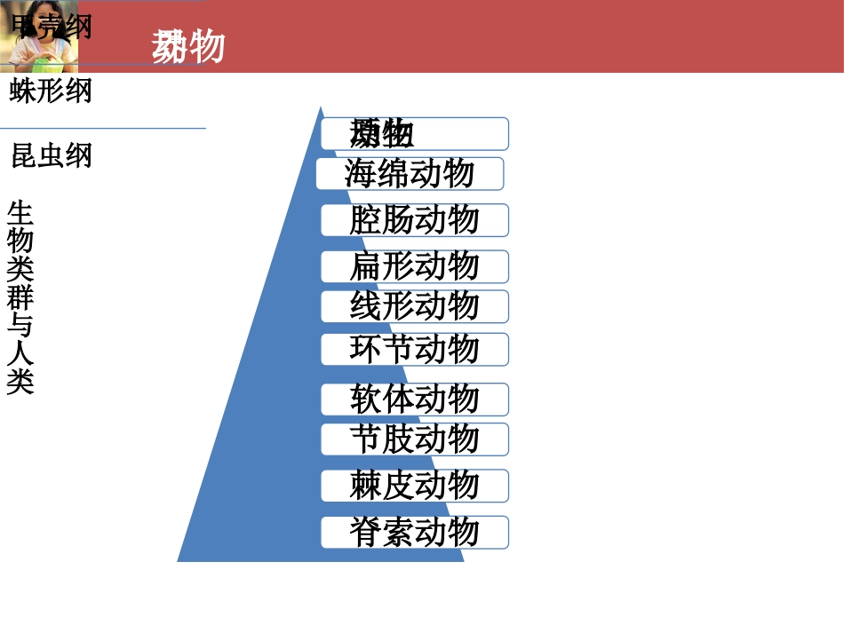 (40)--生命科学概论-生物类群与人类-节肢动物_第2页