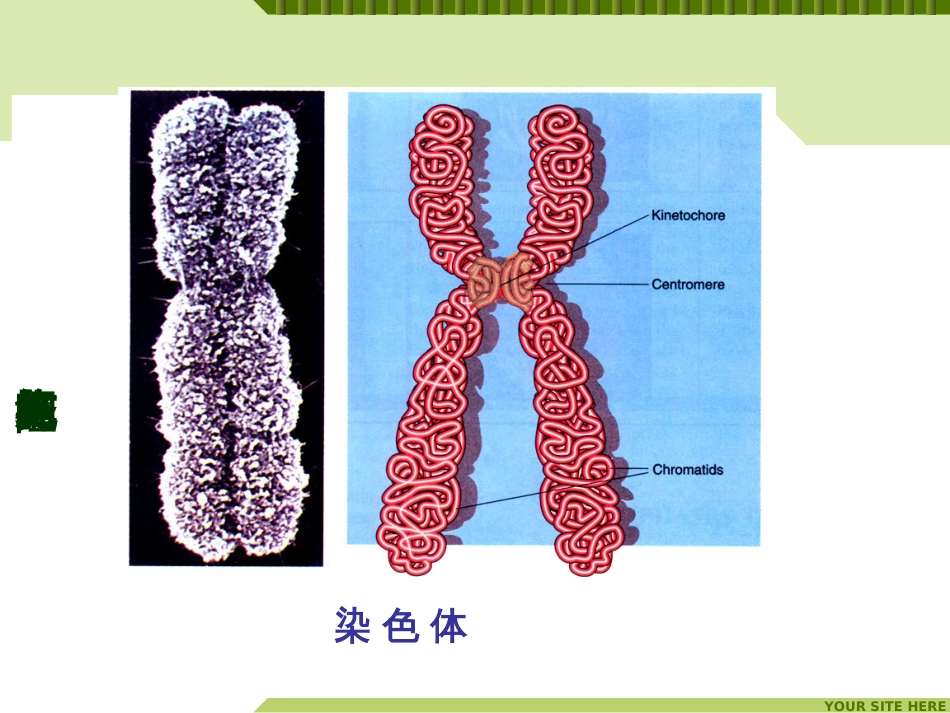 (48)--生命科学概论-细胞与克隆-细胞分化_第3页