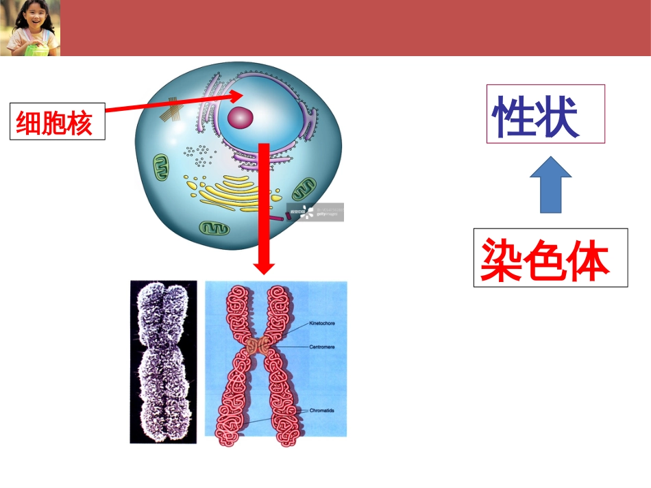 (58)--生命科学概论-遗传与遗传病-常染色体数目异常_第3页