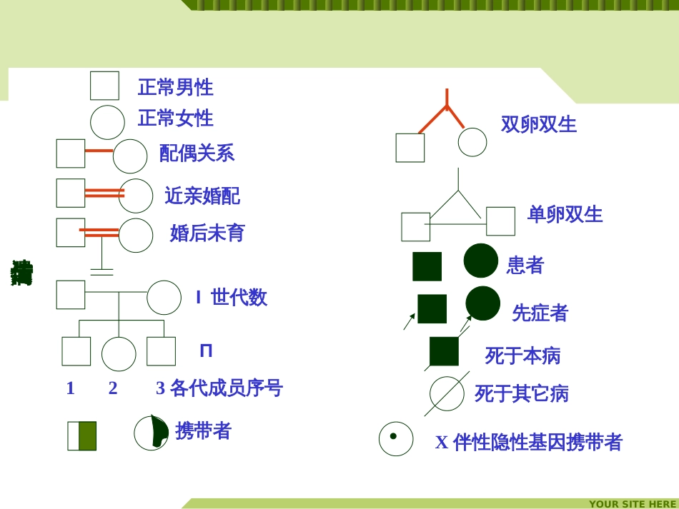 (60)--生命科学概论-遗传与遗传病-常染色体隐性遗传_第3页