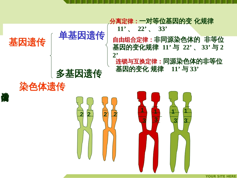 (63)--生命科学概论-遗传与遗传病-自由组合定律_第2页