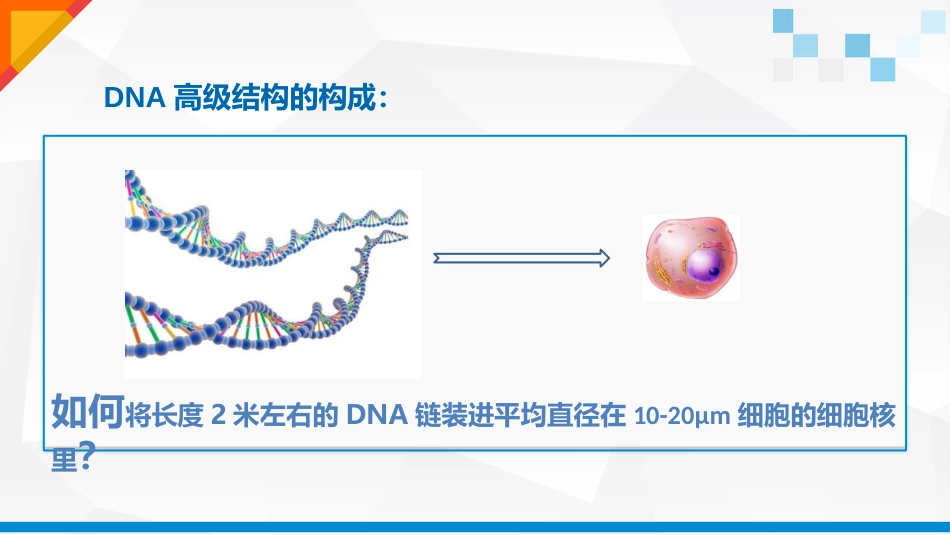 (1.2)--DNA高级结构生物化学_第2页