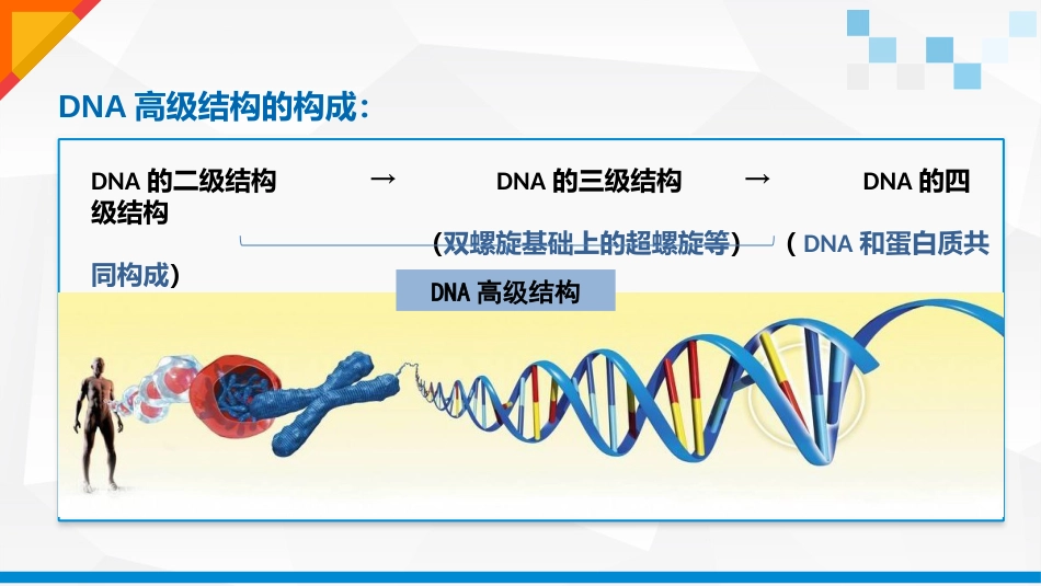 (1.2)--DNA高级结构生物化学_第3页