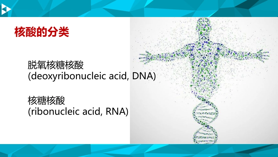 (1.6)--核苷酸的组成生物化学_第3页