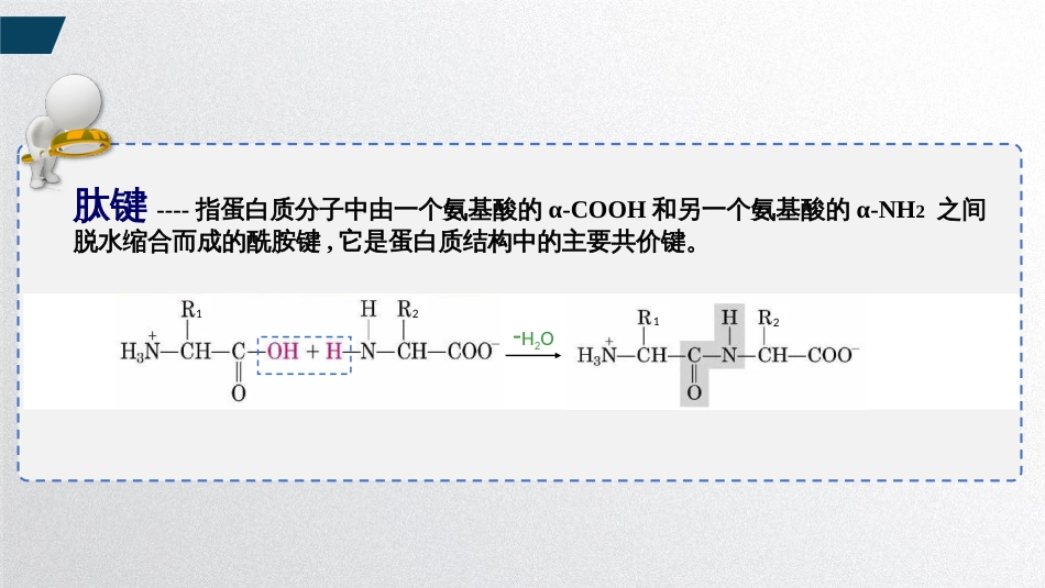 (1.15)--肽键与蛋白质的一级结构_第2页