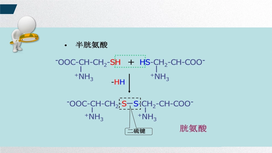 (1.15)--肽键与蛋白质的一级结构_第3页