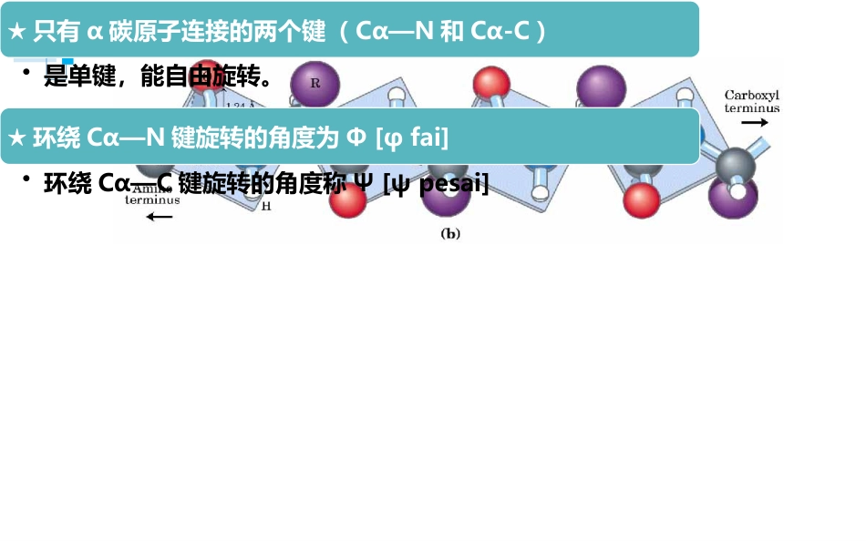 (1.20)--蛋白质的二级结构_第2页