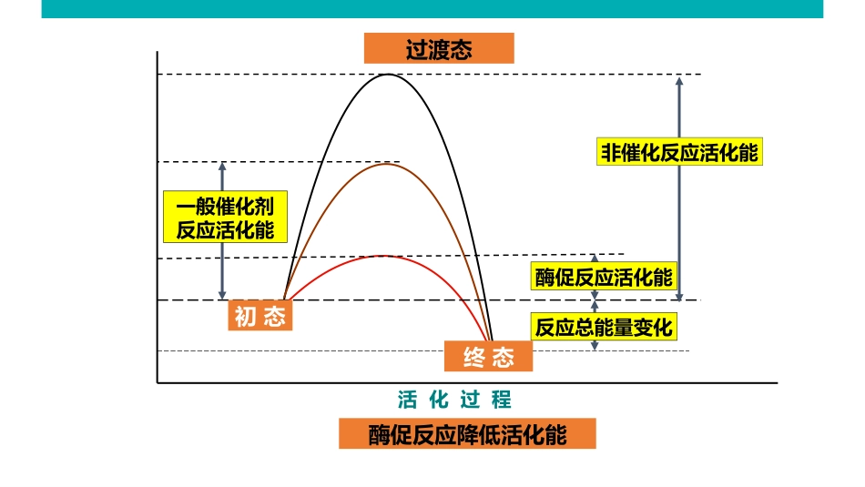 (1.25)--酶促反应机制生物化学_第2页