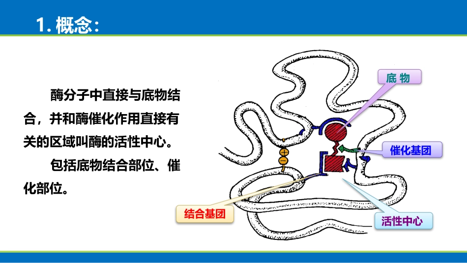 (1.30)--酶的活性中心生物化学_第2页