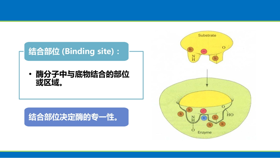 (1.30)--酶的活性中心生物化学_第3页