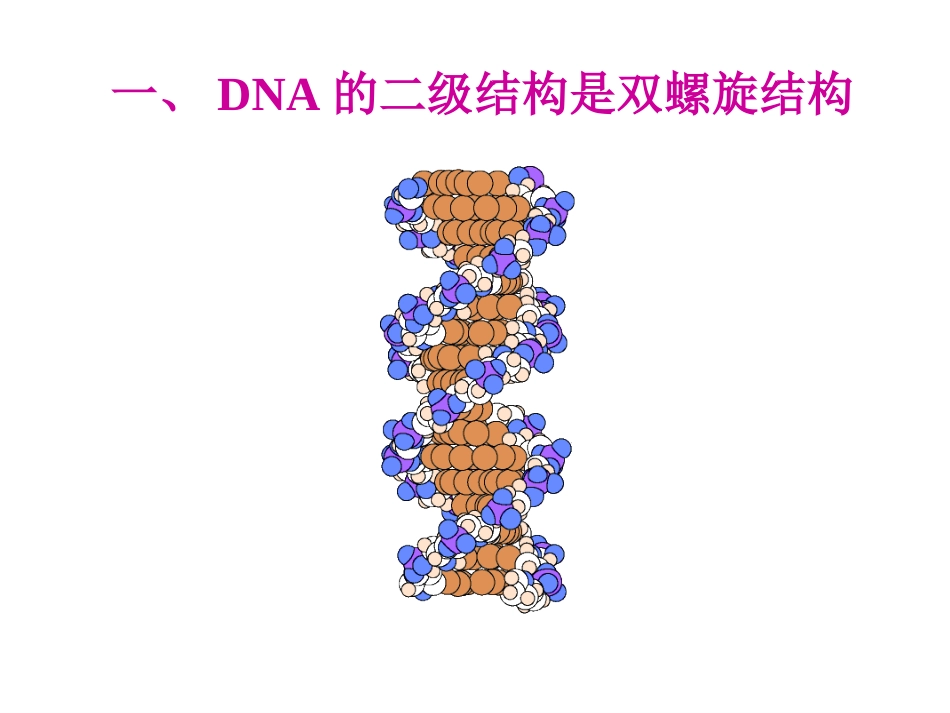 (2.8)--第02章-2 DNA的空间结构与功能_第3页