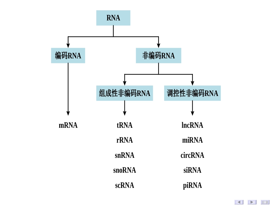 (2.9)--第02章-3 RNA的空间结构与功能_第2页