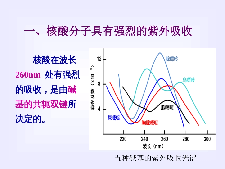 (2.10)--第02章-4 核酸的理化性质_第3页