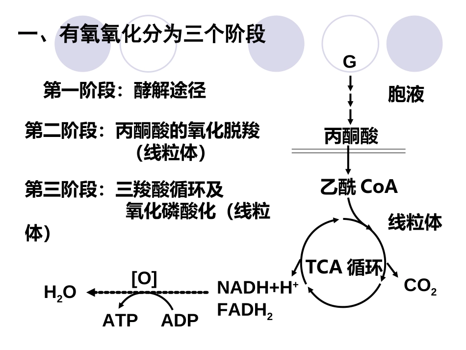 (2.27)--第05章-3-糖的有氧氧化I-过程_第3页