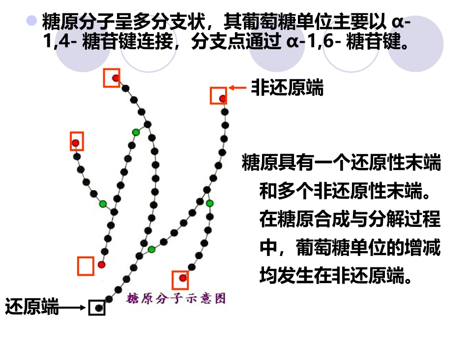 (2.31)--第05章-5-糖原合成与分解_第3页