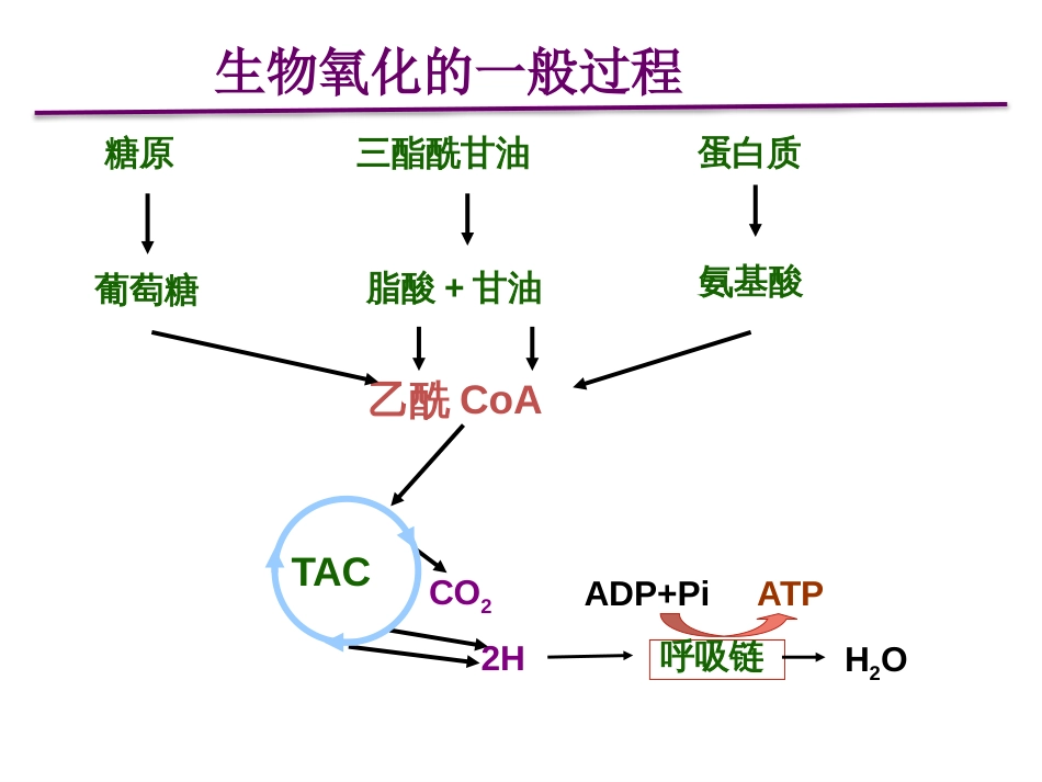 (2.35)--第06章-1 线粒体氧化体系_第3页