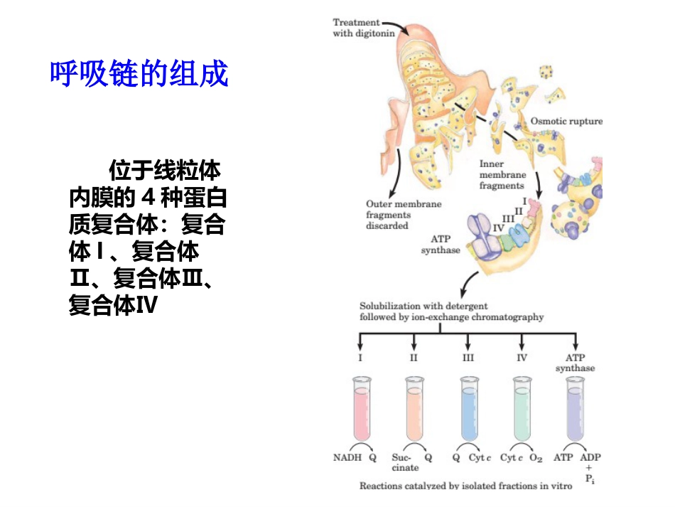 (2.36)--第06章-2 呼吸链生物化学_第3页