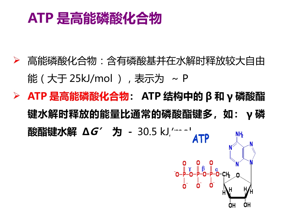 (2.38)--第06章-4 ATP在能量代谢中的核心作用_第3页