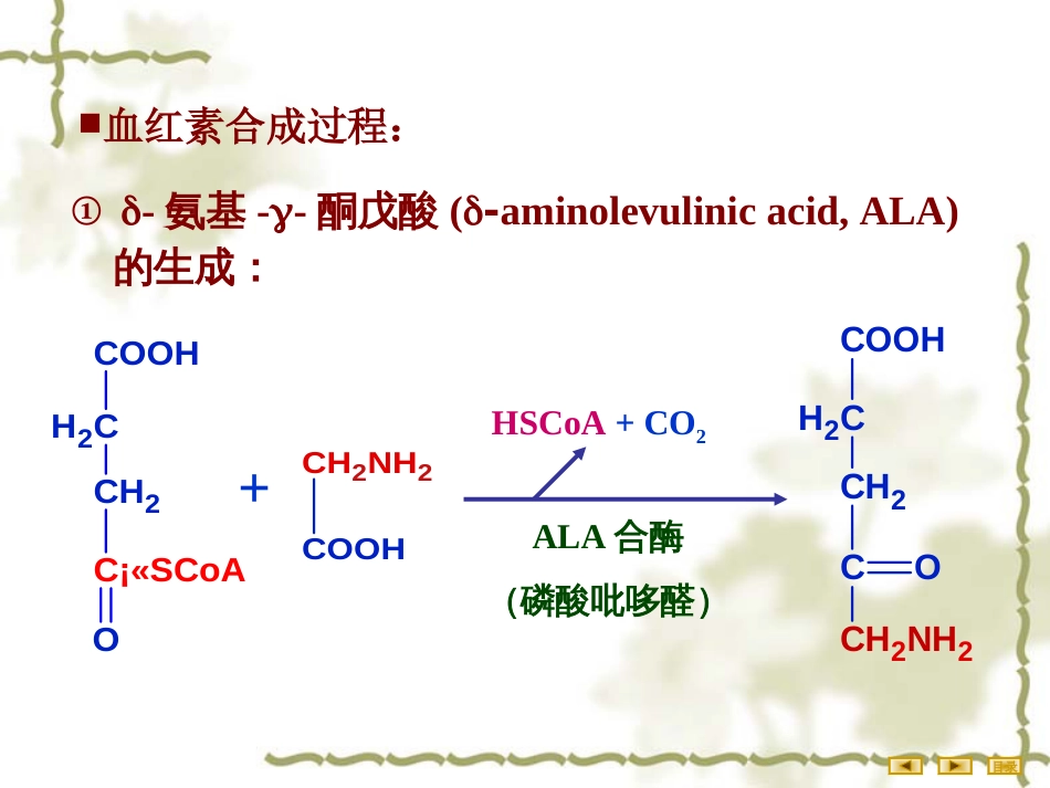 (2.49)--第10章-3-血红素的合成生物化学_第3页