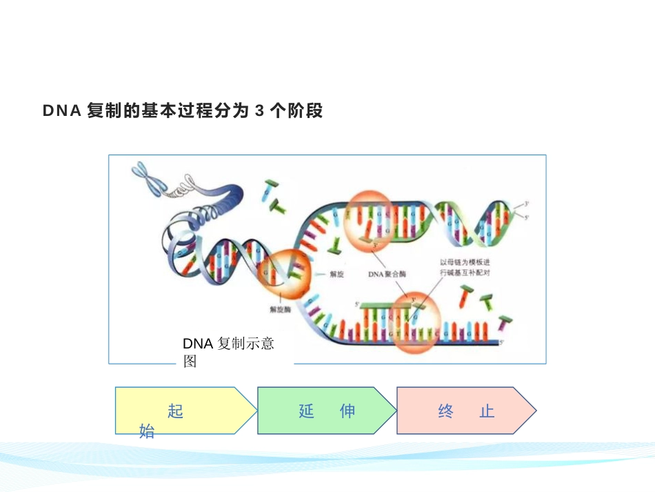 (4)--DNA复制的复制过程及损伤修复_第2页