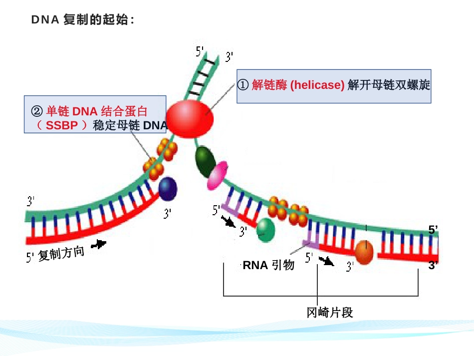 (4)--DNA复制的复制过程及损伤修复_第3页