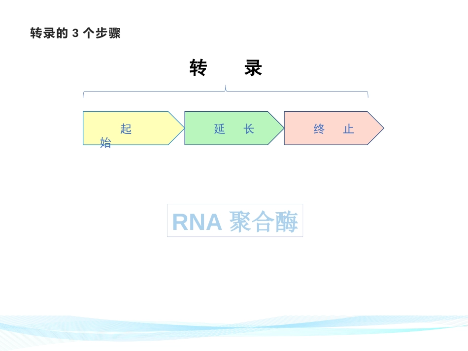 (5)--RNA的生物合成过程生物化学_第3页