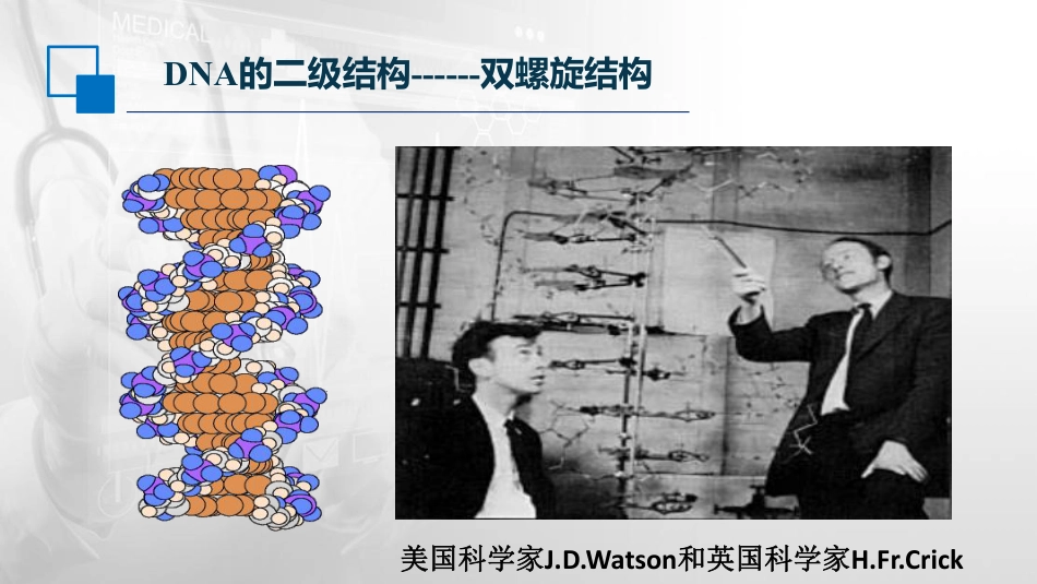 (6)--2.2DNA的二级结构------双螺旋结构_第2页