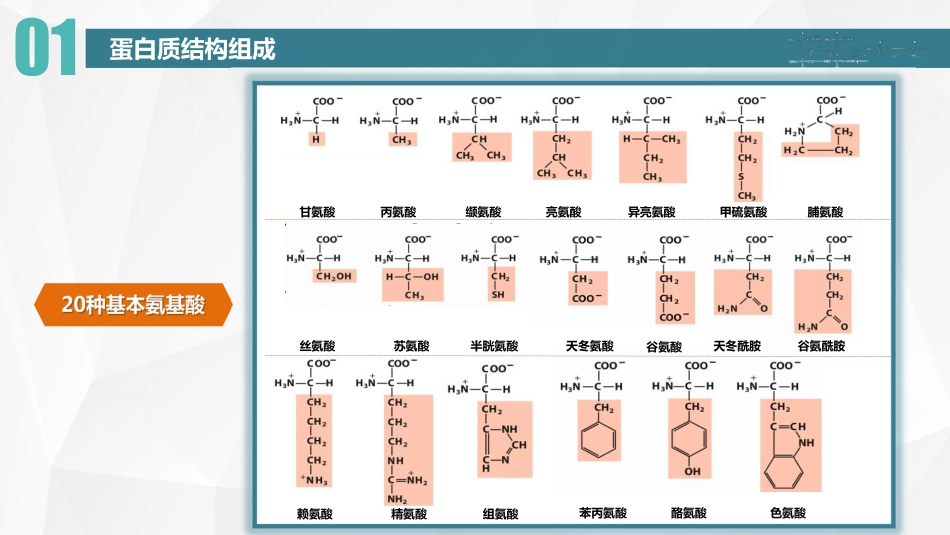 (6)--04 蛋白质的结构_第3页