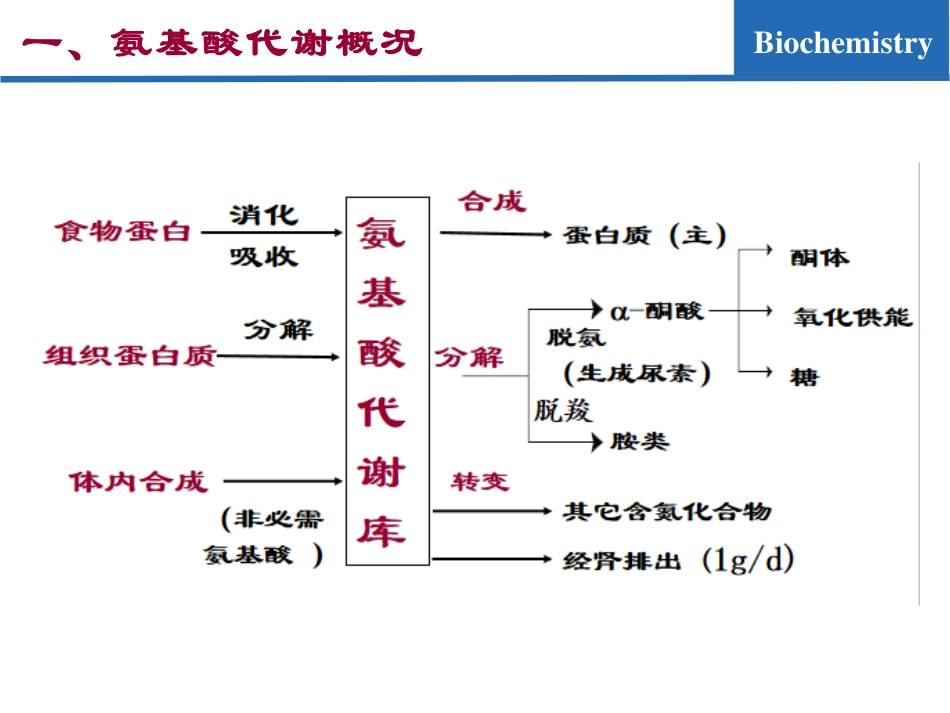 (6.1)--氨基酸代谢01-氨基酸的脱氨基作用_第3页