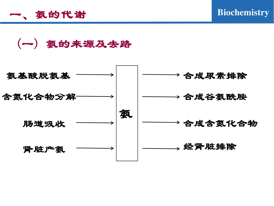 (6.2)--氨基酸代谢02-氨的代谢去路_第3页