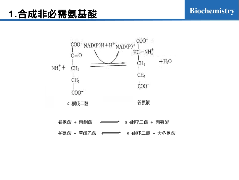 (6.3)--氨基酸代谢03-α-酮酸的代谢去路_第3页