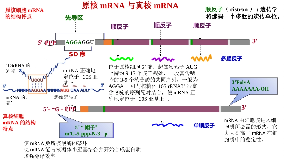 (7)--mRNA与遗传密码生物化学_第3页