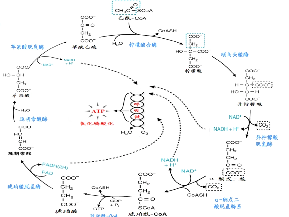 (7.4)--糖代谢04-三羧酸循环总结及能量计算_第3页