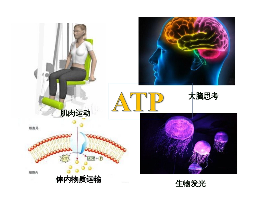 (8)--化学渗透学说生物化学_第2页