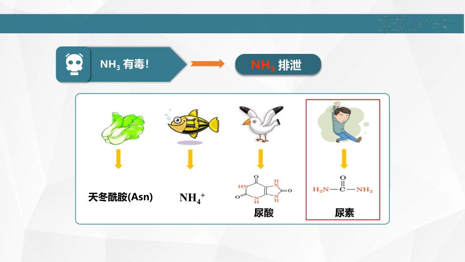 (9)--05 尿素循环生物化学_第2页