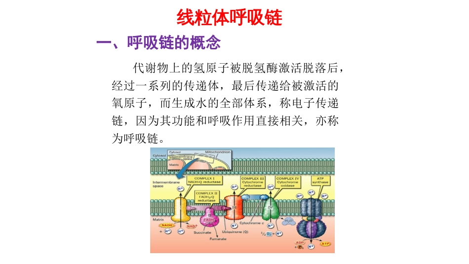 (9)--呼吸链的组成与作用（精简）_第2页