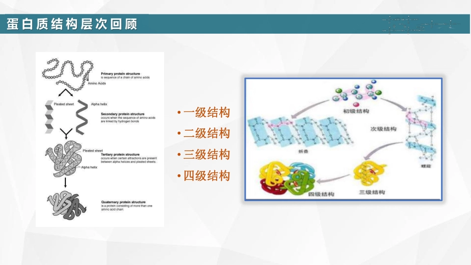 (10)--05 维系蛋白质结构的作用力_第2页