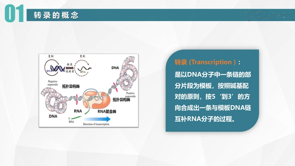 (11)--06原核生物RNA转录终止机制_第2页