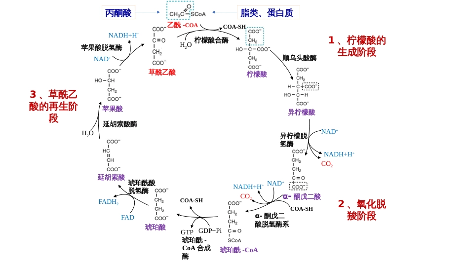 (11)--柠檬酸循环生物化学_第2页