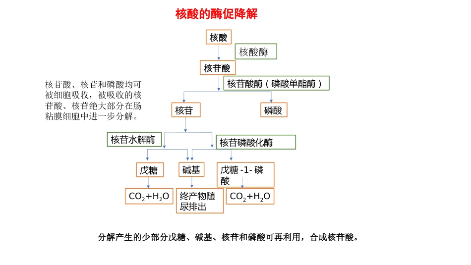 (12)--核苷酸的分解代谢_第2页