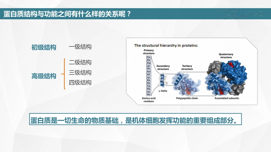 (13)--07 蛋白质结构与功能的关系_第2页